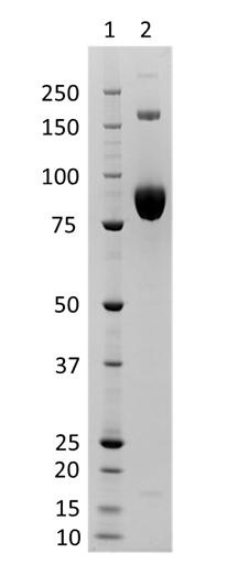 Representative Coomassie-stained reducing SDS-PAGE showing purified Influenza A/Croatia/10136RV/2023 (H3N2)-like virus hemagglutinin.